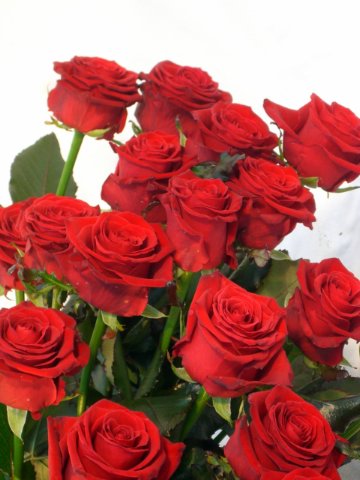 Foto Rose rosse vendute a steli