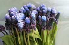 Consegna Muscari Milano