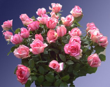 Foto Pink Rose