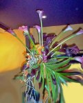Bouquet Oro Nero