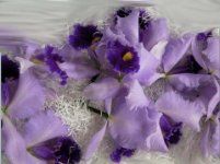 Cattleya fiore singolo