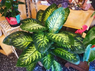 Dieffenbachia