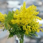 Bouquet di Mimosa