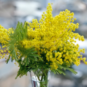 Foto Bouquet di Mimosa