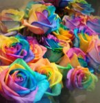 ROSA RAINBOW