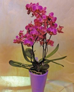 Foto ORCHIDEA PHALENOPSYS