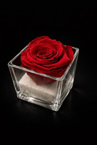 Foto Rosa stabilizzata