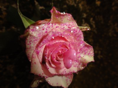 Foto VIP ROSE CUORE ROSA