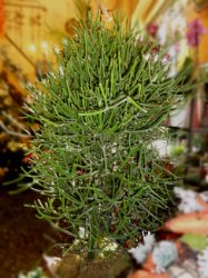 Euphorbia Tirucalli