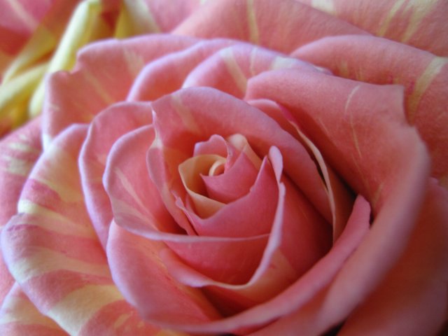 Rosa Rosa