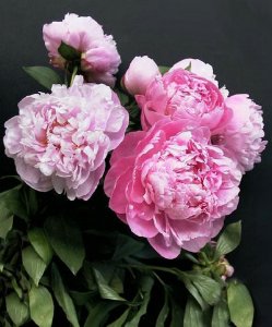 Foto Peonia