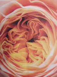 Rosa arancio