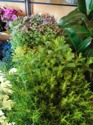 Piante BIO - aromatiche, da orto e piccoli frutti