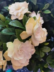 GARDENIA