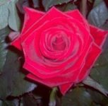 Rosa Rossa