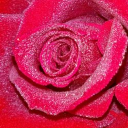 Rose Rosse