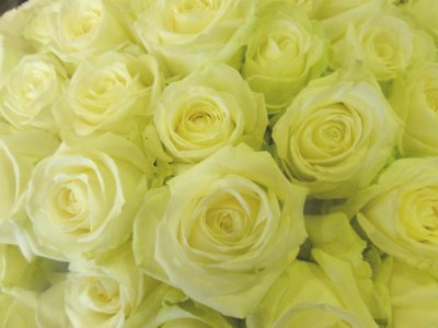 Rosa Bianca