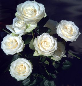Rosa Bianca