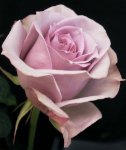 Blue Pacific Rose