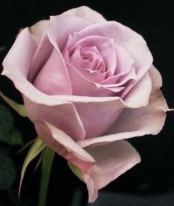 Rosa Blue Pacific