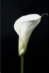 Calla/Lilly