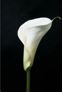 Calla