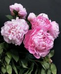 Peony