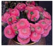 Ranuncolo bouquet