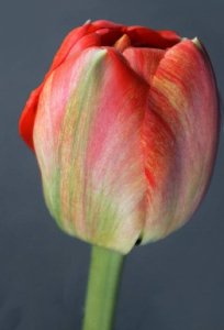 Tulipano