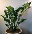 Zamioculcas