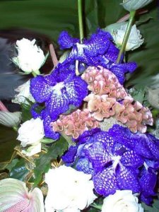 Wanda Orchidea
