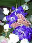 Wanda Orchidea